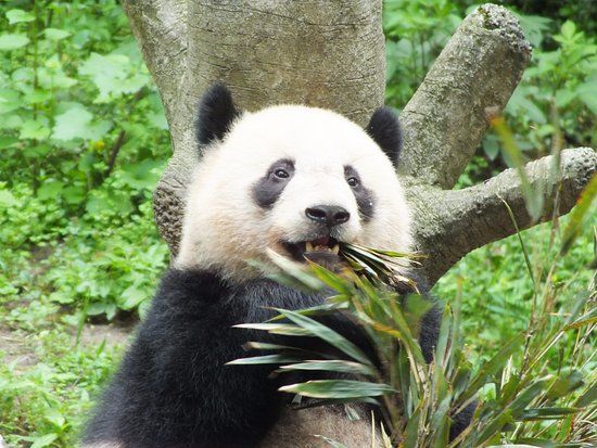 Chongqing Zoo